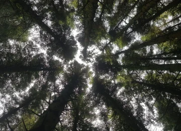 Upwards look from ground at trees